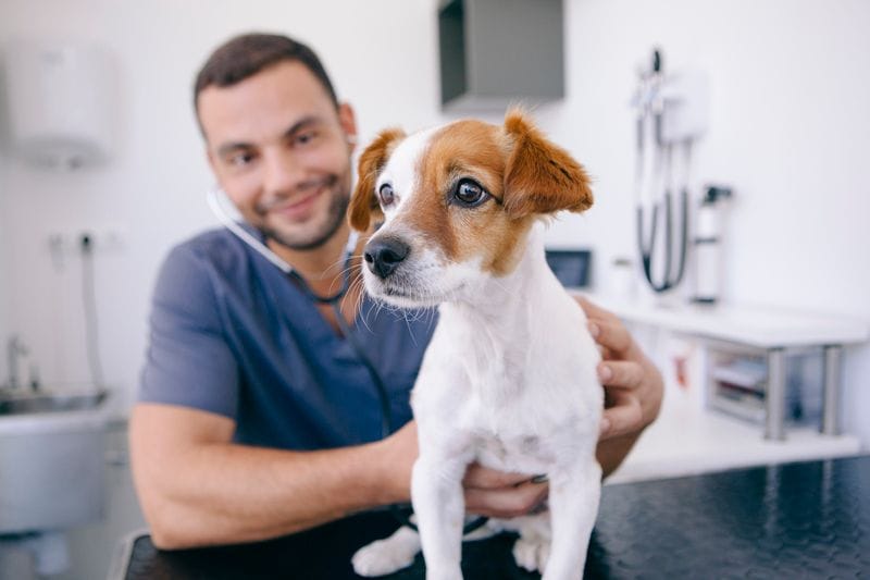 How Your Independent Veterinary Clinic Can Keep Up With the Franchises How Your Independent Veterinary Clinic Can Keep Up With the Franchises